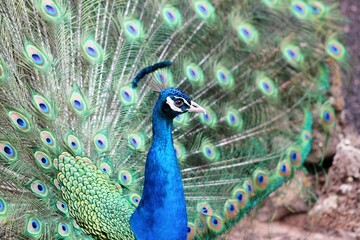 Obraz premium Pavo Real Zoológico Lanzarote Islas Canarias