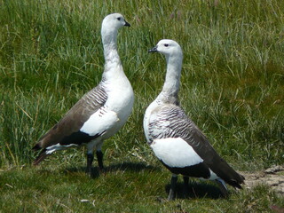 Caiquenes en El Calafate Santa Cruz Patagonia Argentina