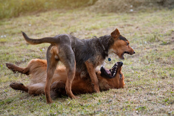black bodeguero dog playing with basque shepherd sheepdog, one on top of the other in dominance...