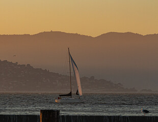 Sailing in the bay at sunset, San Francisco Bay, San Francisco, California, USA