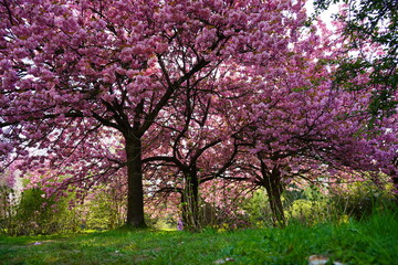 Obraz premium Pink flowering tree over nature background - Spring tree - Spring Background. Closeup view o flower cherry blossoms, prunus serrulata