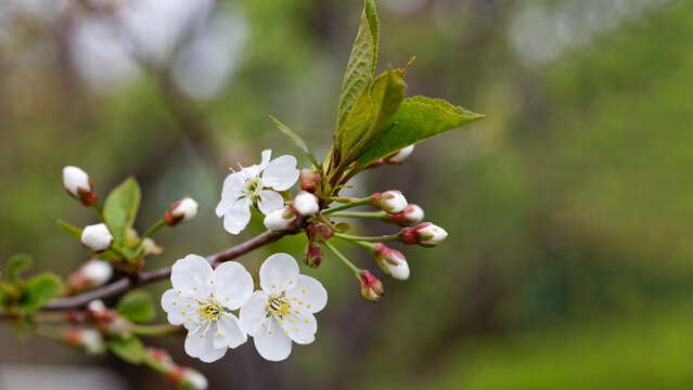 Closeup flowering cherry branch against blurred background. Shallow focus.