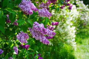  Laburnum anagyroides - small decorative tree