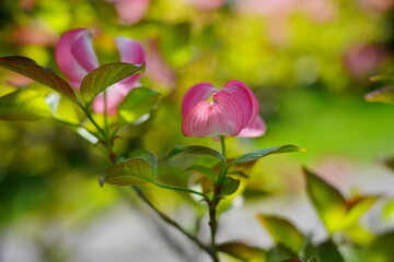 Dogwood blooming in the shade of pink. (Cornus florida) - Selective focus