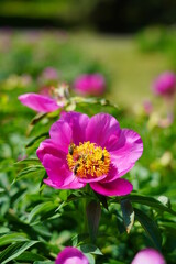 Obraz premium Paeonia peregrina - Beautiful blooming peonies (Paeonia) - beautiful green areas of the city 