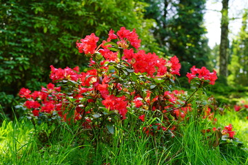 Rhododendron ,  azalea - blooming  shrub -  beautiful flowering decorative shrubs