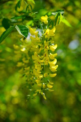  Laburnum anagyroides - small decorative tree