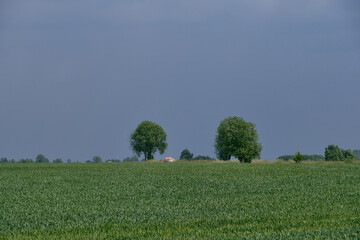 Fresh green field of juvenille grain and tree