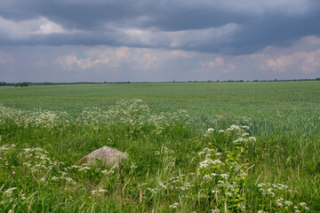 Fresh green field of juvenille grain and cloudy sky