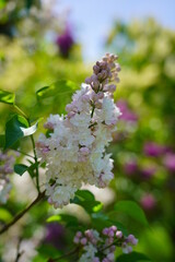 Blooming lilac flower - beautiful fragrant lilac - soft focus