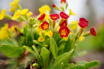 Obraz na płótnie Canvas Cowslip flower - Primula veris - flowers primrose Selective focus