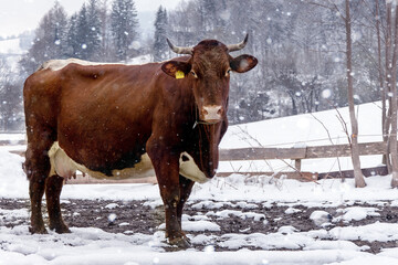 Brown Bavarian cow on a background of snow.
