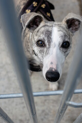 Obraz premium The dog from the shelter looks into the eyes through the fence. The concept of abandoned animals.