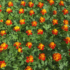 flowers background