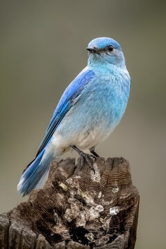 Male Mountain Bluebird perched on a post with blurred background copy space