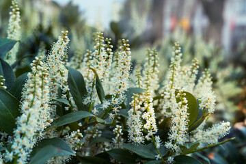 Blossoming cherry laurel, Prunus laurocerasus. A hedge in the center of a big city