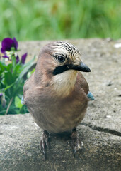 Jay in the garden