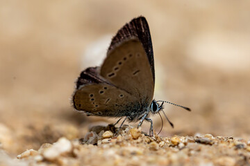Macro photo. Small butterfly with gray wings with black spots perched on the ground. Insects with colored wings.