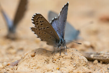 Macro photo. Small butterfly with gray wings with black spots perched on the ground. Insects with colored wings.
