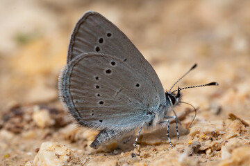 Macro photo. Small butterfly with gray wings with black spots perched on the ground. Insects with colored wings.