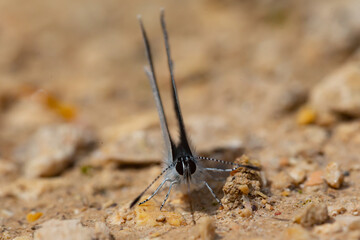 Macro photo. Small butterfly with gray wings with black spots perched on the ground. Insects with colored wings.