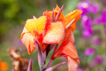 Fototapeta premium This image shows an isolated orange iris flower against the background of a green lawn.