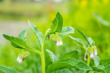 コンフリーの花