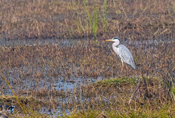 A Grey heron in wet land