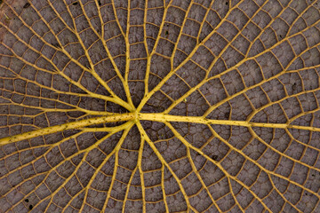 South America flora. Closeup view of a Victoria cruziana giant leaf underside. Beautiful nerves and thorns texture and pattern.