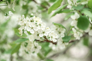 Beautiful spring nature background with flowers apple tree close up