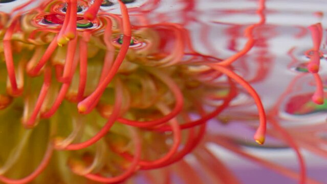 Amazing orange and yellow leucospermum flower bud inside transparent water. Stock footage. Blooming summer floral background.