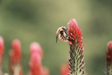 flower and bee