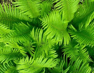 Naklejka na ściany i meble Fresh Green Leaves of Tropical Fern, Organic Background for designers, copy space for text, eco concept, sustainable nature. mental health support.