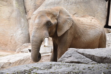 Elefante en el parque faunístico Bioparc de Valencia