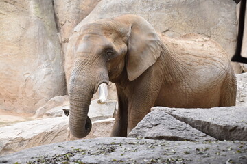 Elefante en el parque faunístico Bioparc de Valencia - obrazy, fototapety, plakaty