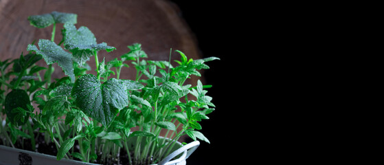 Drops of water on the leaves. Macrophotography. Green seedlings. Plants on a black background. Natural products. Home garden.