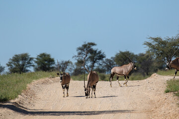 Gemsbok or South African Oryx, Kgalagadi Transfrontier Park, South Africa