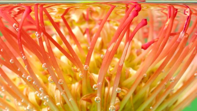 Amazing orange and yellow leucospermum flower bud inside transparent water. Stock footage. Blooming summer floral background.