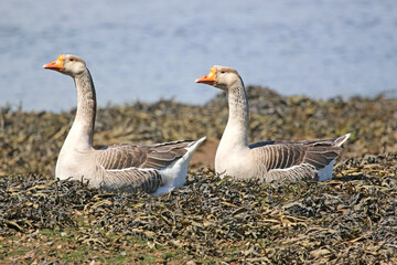 Geese sitting on seaweed