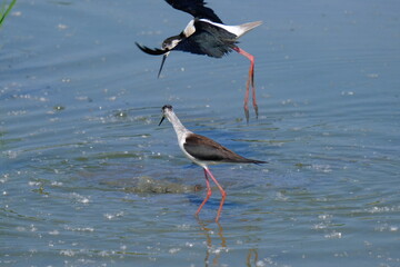 The black-winged stilt is a bird found in ponds and lake areas. Here he is hunting for earthworms and insects.
