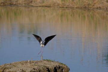 The black-winged stilt is a bird found in ponds and lake areas. Here he is hunting for earthworms and insects.
