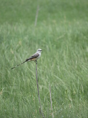 grey heron on the grass