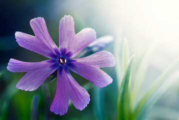 Creeping phlox (Phlox subulata ‘Purple Beauty’)