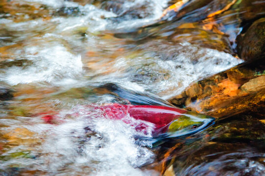 Spawing Sockeye Salmon fighting against the current, British Columbia, Canada