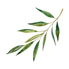 green leaves isolated on white background