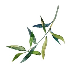 leaves isolated on white background