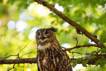 owl