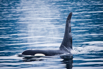 Orcas in the Johnstone Straight, British Columbia, Canada