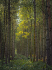 autumn forest in the morning