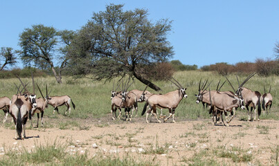Naklejka na ściany i meble Gemsbok or South African Oryx, Kgalagadi Transfrontier Park, South Africa
